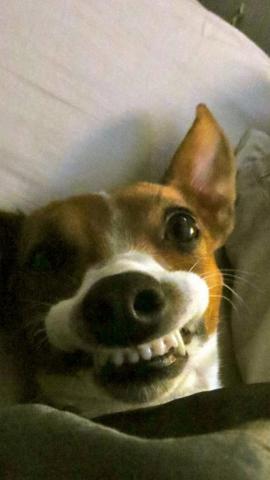 Funny Dog Faces Cute Wallpaper
