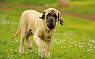 English Mastiff Wallpaper