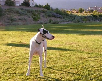 Great Dane Wallpaper Jpg