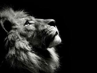 Lion Roar Wallpaper Black And White Arash Pirayesh S Photos