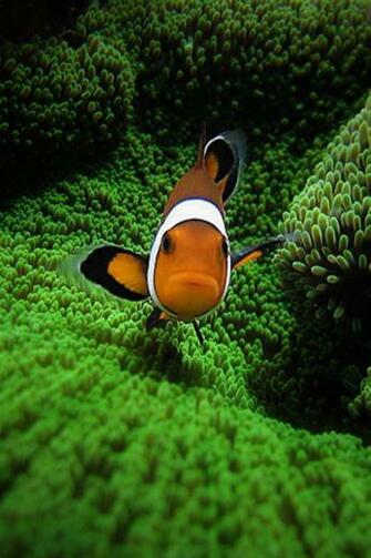 Clown Fish By Pedro Gonio Animal iPhone Wallpaper S