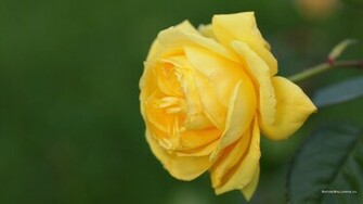 Wallpaper Yellow Flower Rose