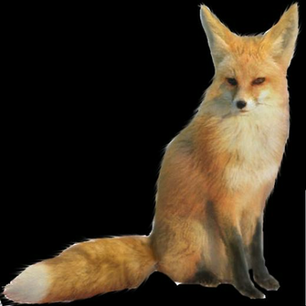 Fennec Fox Png Image Transparent Pngmart