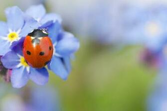 Ladybug Computer Wallpaper Desktop Background Id
