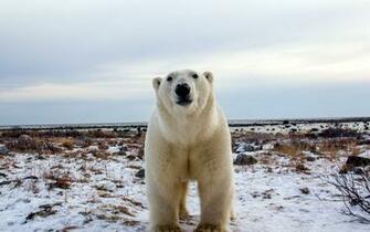 Polar Bear Computer Wallpaper Desktop Background Id