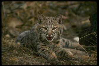 Wallpaper Bobcat Background
