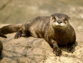 River Otter Nashville Tennessee Pap Is De Parede Para Pc Fotos