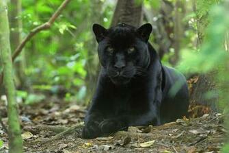 HD Jaguar Wallpaper In For Your Desktop