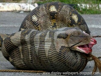 Anaconda Snake For Sharing These Great Wallpaper