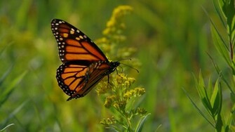 Lady Butterfly And Monarch Wallpaper HD