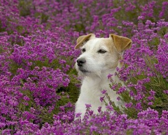 Jack Russell Terrier In Heather Wallpaper Hq Desktop