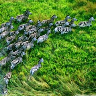 Mac Os X Retina Zebras 4k HD Desktop Wallpaper For Ultra
