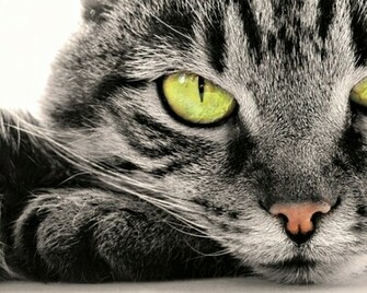 Cats Funny Wallpaper Animals HD Desktop