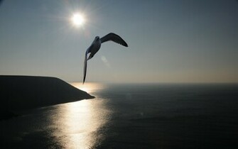 Seagull Bird Wallpaper