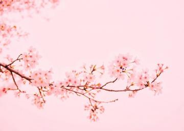 Cherry Blossom Wallpaper