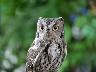 Cute Owl Wallpaper