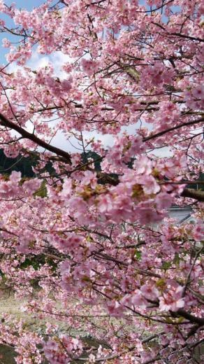Cherry Blossoms iPhone Wallpaper S 3g