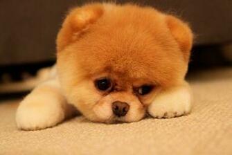 Nice Image Wallpaper Meet Boo The Cutest Pomeranian Dog