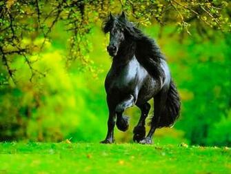 American Quarter Horse Wallpaper