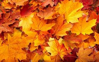 Wz Media Uploads Fall Leaves Wallpaper Desktop Jpg