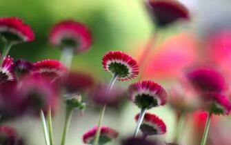 Small Pink Flowers HD Wallpaper