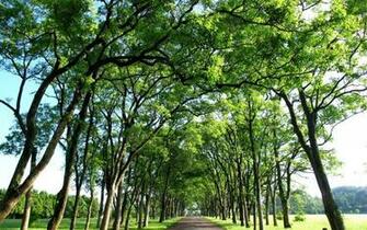 Top Trees Branches Road Wallpaper Stock