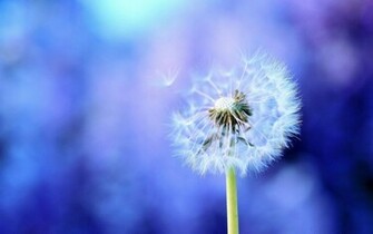 Dandelion Wallpaper Jpg