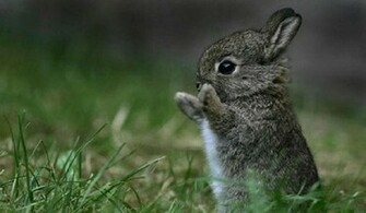 Cute Rabbit Wallpaper