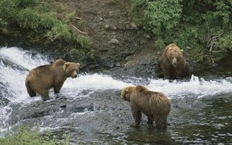 Black Bear Wallpaper