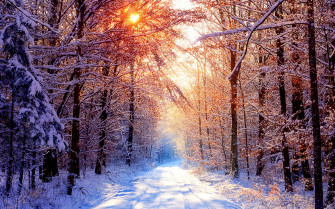 Nature Road Trees Snow Winter Wallpaper HD