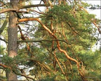 Pine Tree Branches Wallpaper Background Pictures