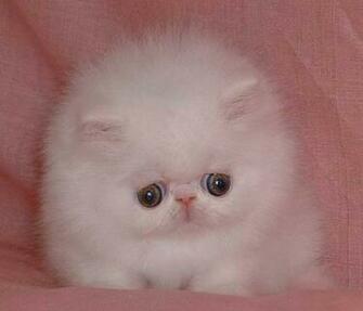 File Very Sad Looking Kitten Jpg Uncyclopedia The Content