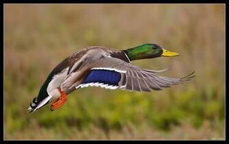 Mallard Wallpaper