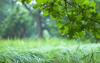 Cell Phone Wallpaper Nature Htc To