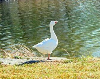 Goose Wallpaper For Desktop