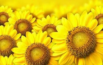 Sunflower Yellow Wallpaper High Res Image Cool