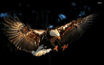 Desktop Bald Eagle Wallpaper Dowload HD