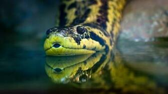 Animal Anaconda Wallpaper Cool Pc