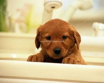 Cute And Beautiful Cats Dogs Wallpaper Photographs Jpg