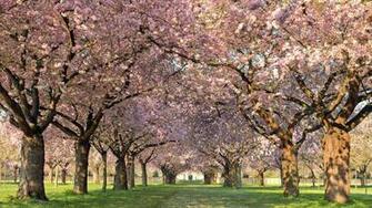 Spring Orchard Wallpaper Album