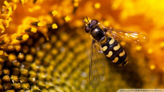 Bee Wallpaper