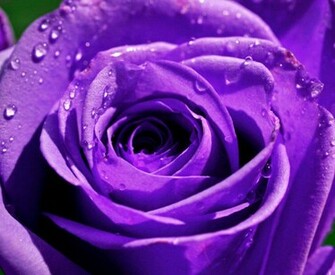 Purple Rose Wallpaper HD Desktopinhq Net