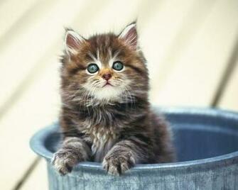Cute Cats Wallpaper