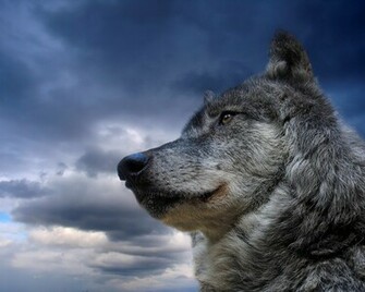 Exclusive Gray Wolf HD Wallpaper For Desktop Background