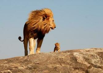 Amazing HD Lion Wallpaper