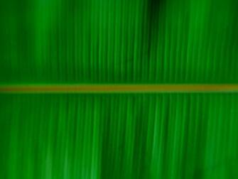 Banana Leaf Food And Drink Wallpaper Image Featuring Fruit