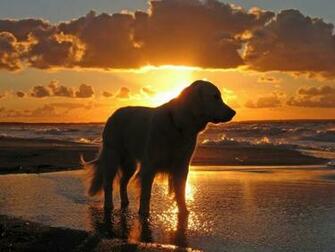 Golden Retriever Wallpaper Desktop Image Pictures Becuo
