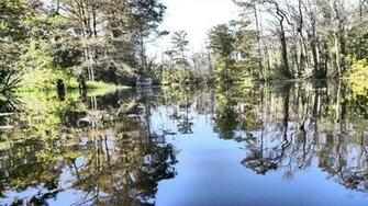 Bayou Back In Louisiana Wallpaper