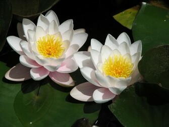 Lotus Flowers Wallpaper HD Topwallpaper