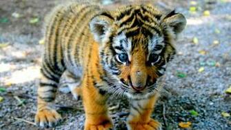 Wallpaper Tiger Cub Look Kid Full HD 1080p